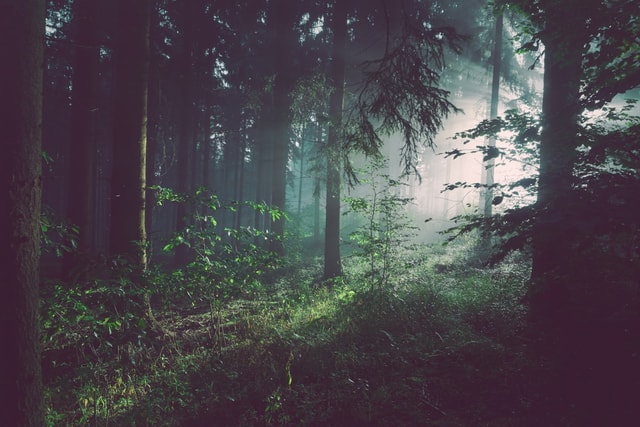 Écorce de bois bandé (Muira Puama) séchée sur fond naturel